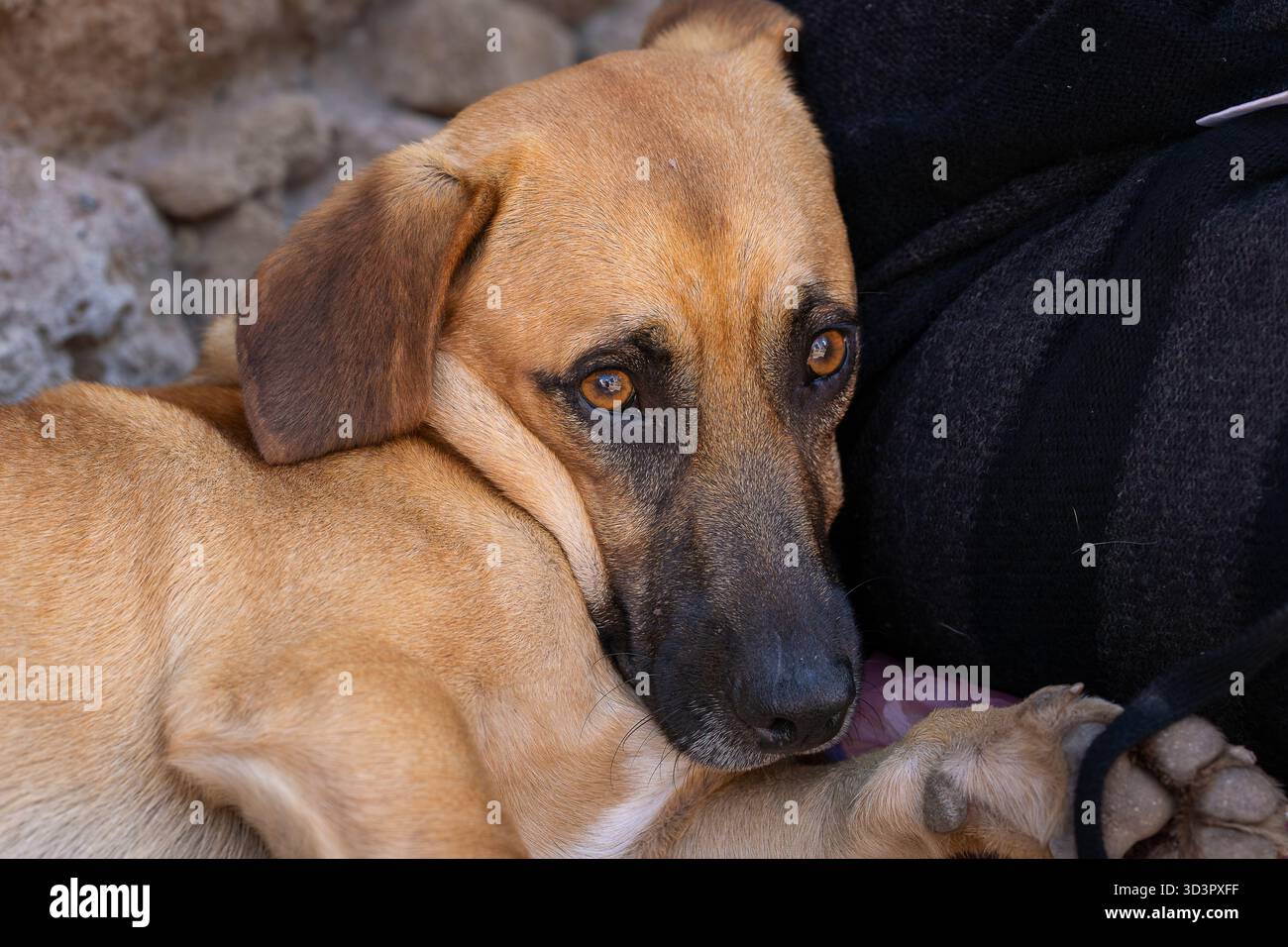 Gros plan portrait d'un chien de race mixte sur un fond de mur de forteresse, Essaouira. Portrait du chien métis (mongrel). Banque D'Images