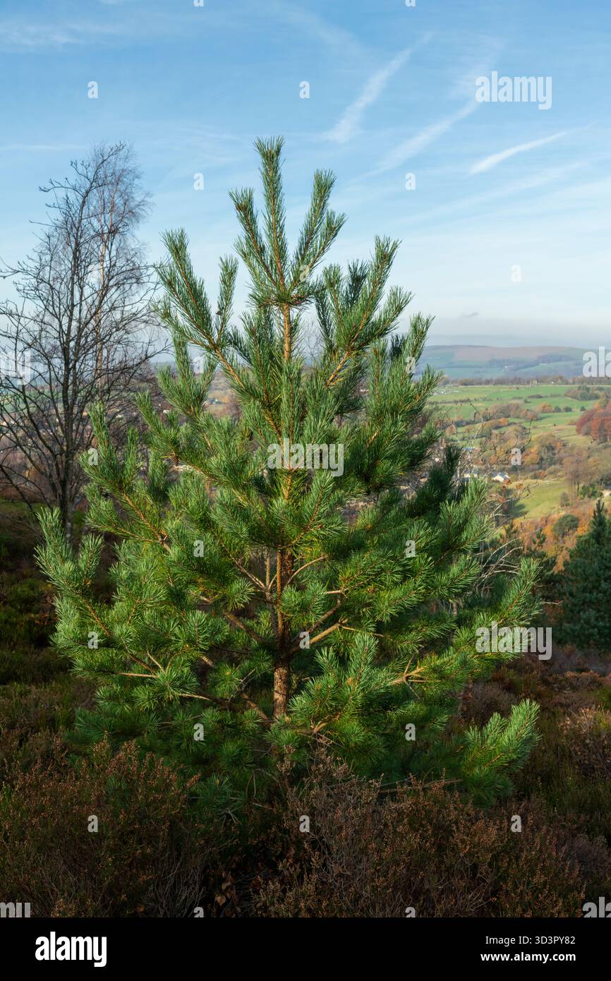 Jeune pin écossais poussant sur la lande dans les collines du nord de l'Angleterre. Banque D'Images