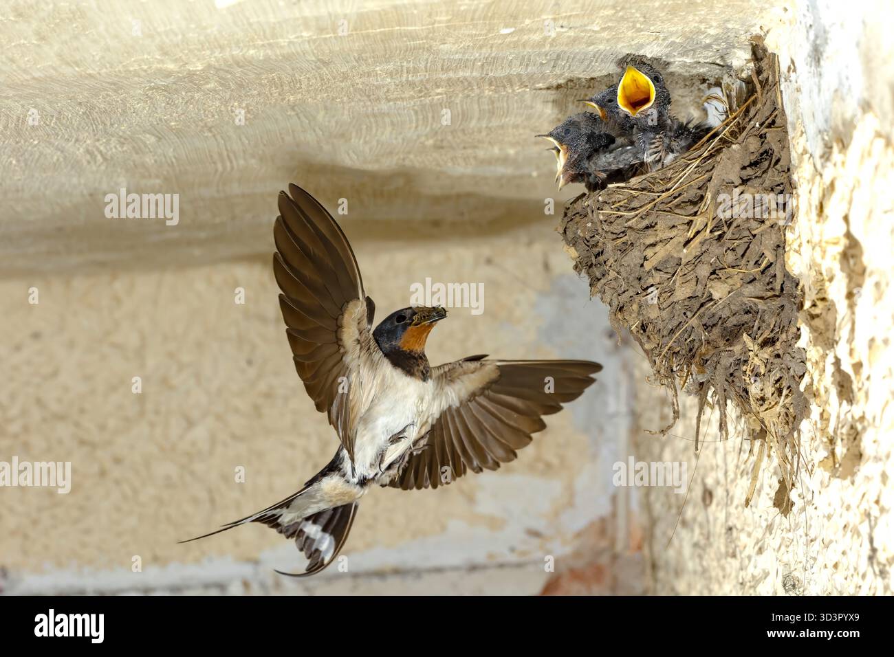 Une hirondelle de grange nourrit ses poussins dans un nid de boue, présentant un comportement parental naturel pendant l'été chaud des Asturies, en Espagne. La scène capture l'ess Banque D'Images