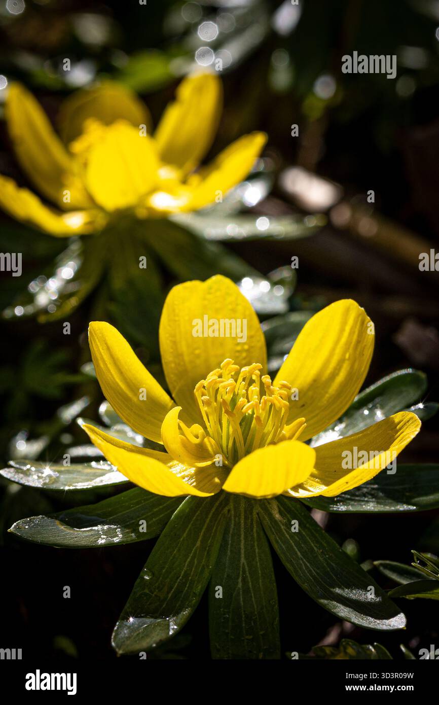 Les fleurs d'aconite d'hiver (Eranthis hyemalis) commencent à fleurir au soleil tôt le matin Banque D'Images