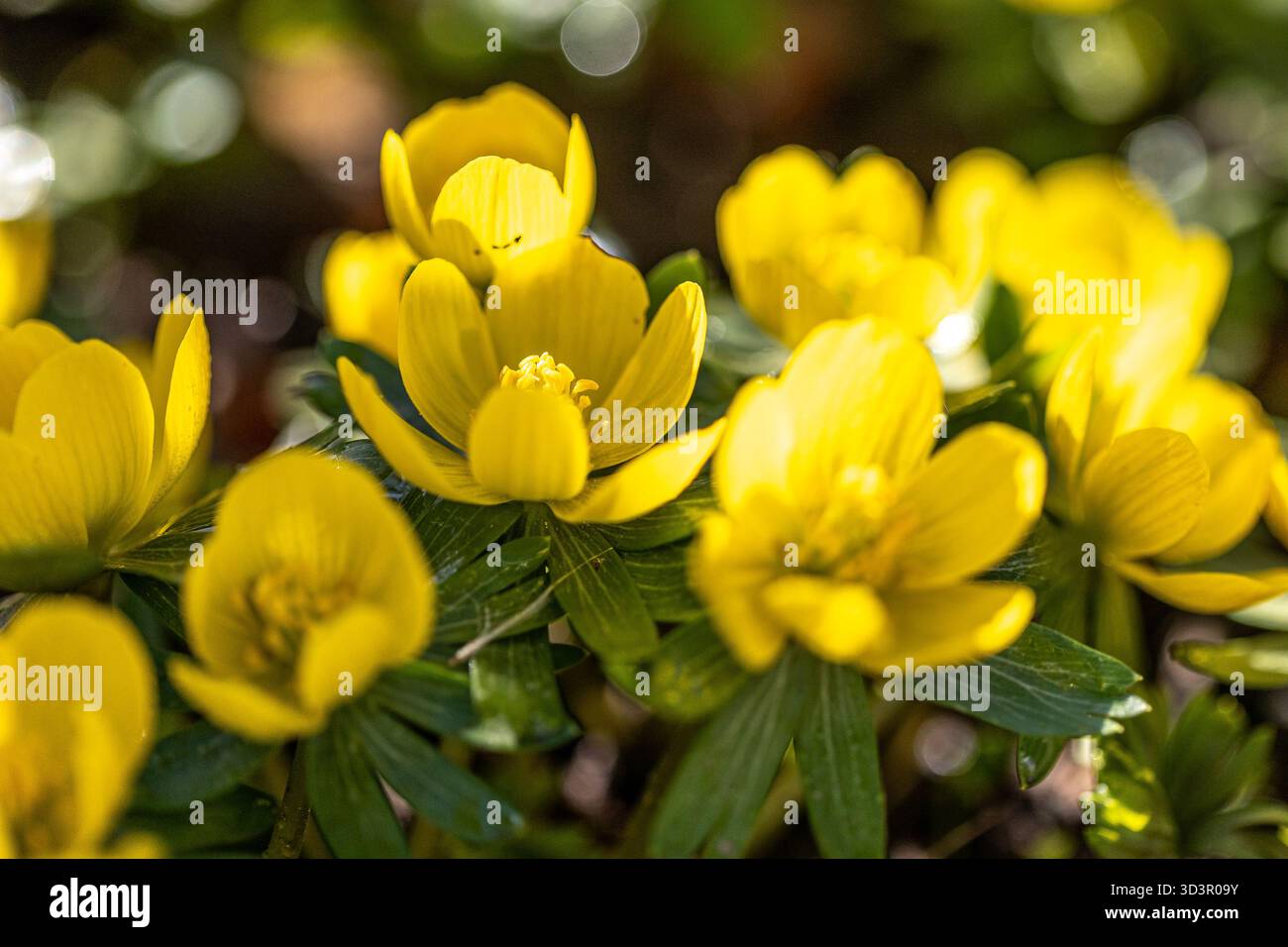 Les fleurs d'aconite d'hiver (Eranthis hyemalis) commencent à fleurir au soleil tôt le matin Banque D'Images