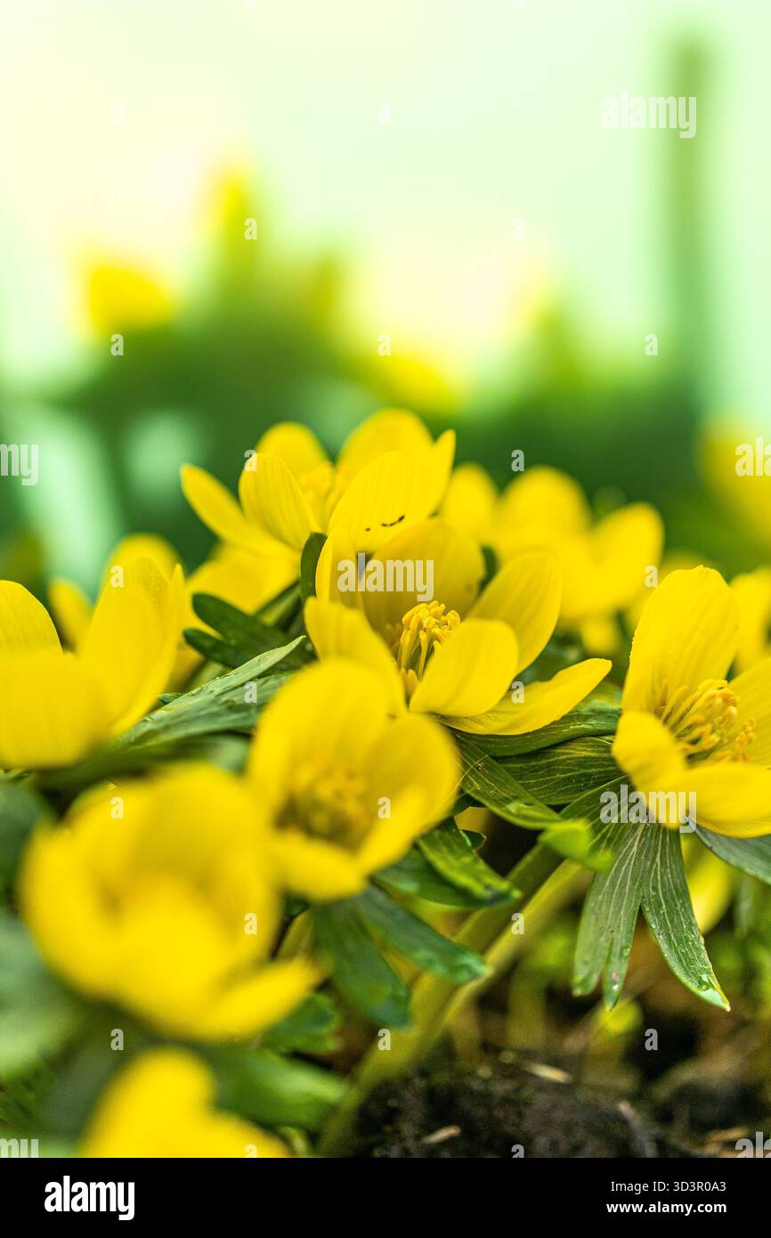 Les fleurs d'aconite d'hiver (Eranthis hyemalis) commencent à fleurir au soleil tôt le matin Banque D'Images