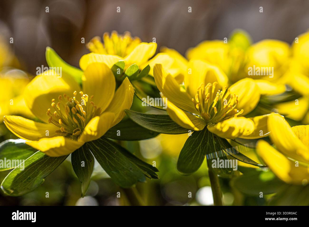 Fleurs d'aconite d'hiver (Eranthis hyemalis) en pleine floraison au soleil Banque D'Images