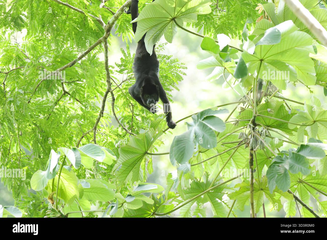 Un singe hurleur est suspendu à la verdure luxuriante canopée de la forêt tropicale du Panama, mettant en valeur la faune variée et vibrante que l'on trouve dans le tr d'Amérique centrale Banque D'Images