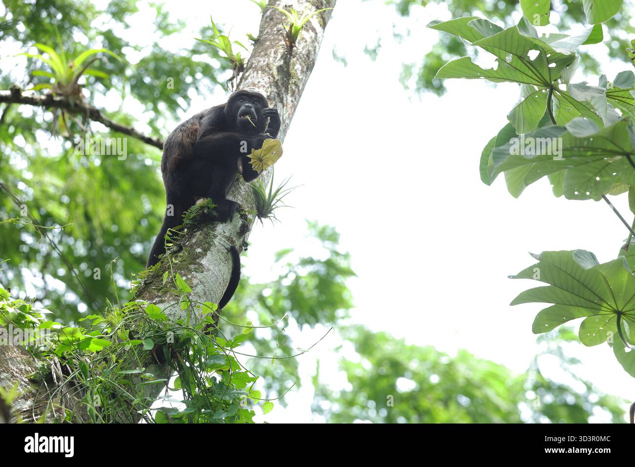 Un singe hurleur savoure un repas perché sur une branche d'arbre dans la forêt tropicale verdoyante du Panama. La lumière du soleil filtre à travers le riche feuillage vert, creat Banque D'Images