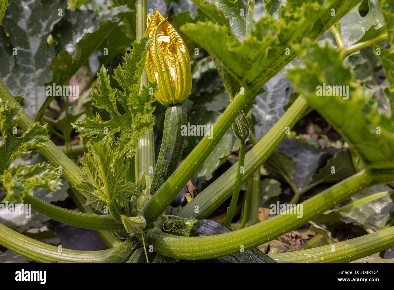 Gros plan d'une plante de courgette avec une fleur en fleurs, mettant en valeur des feuilles vertes vibrantes. Cultivée sur une ferme biologique, cette image met en valeur l’agriculture durable Banque D'Images