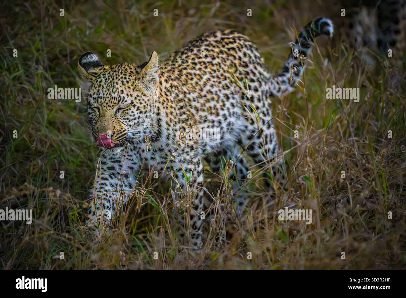 Bébé léopard marchant dans l'herbe dans le parc national Kruger, Afrique du Sud Banque D'Images
