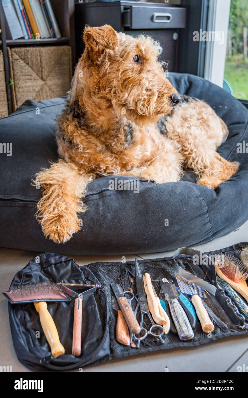 Un Airedale Terrier détendu repose sur un lit de chien confortable près d'une fenêtre, entouré d'une variété d'outils de toilettage. Les livres et les paniers en osier ajoutent au confort Banque D'Images