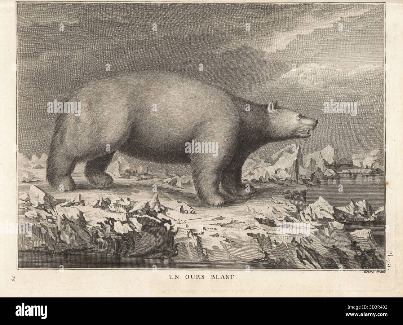 Ours polaire, Ursus maritimus, sur une banquise. Vulnérable. Un Ours blanc. Gravure sur cuivre réalisée par Robert Benard d'après une illustration de John Webber tirée de la traduction française du troisième voyage du capitaine James Cook, Troisieme voyage de Capitaine Cook, Hôtel de Thou, Paris, 1785. Banque D'Images