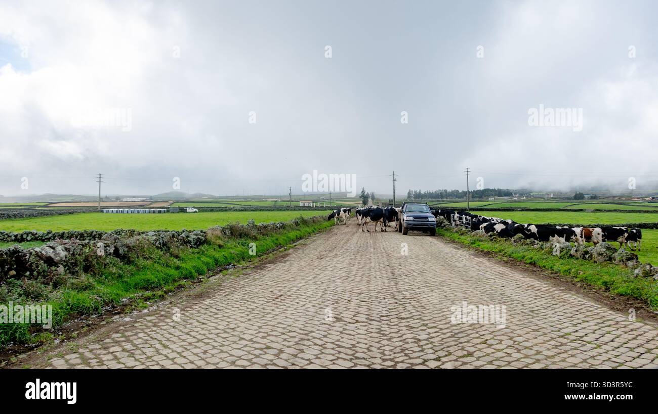 Une vue sereine de bétail qui paissent paisiblement près du pied de Serra do Cume. Cette scène pittoresque capture les pâturages verdoyants de l'île de Terceira Banque D'Images