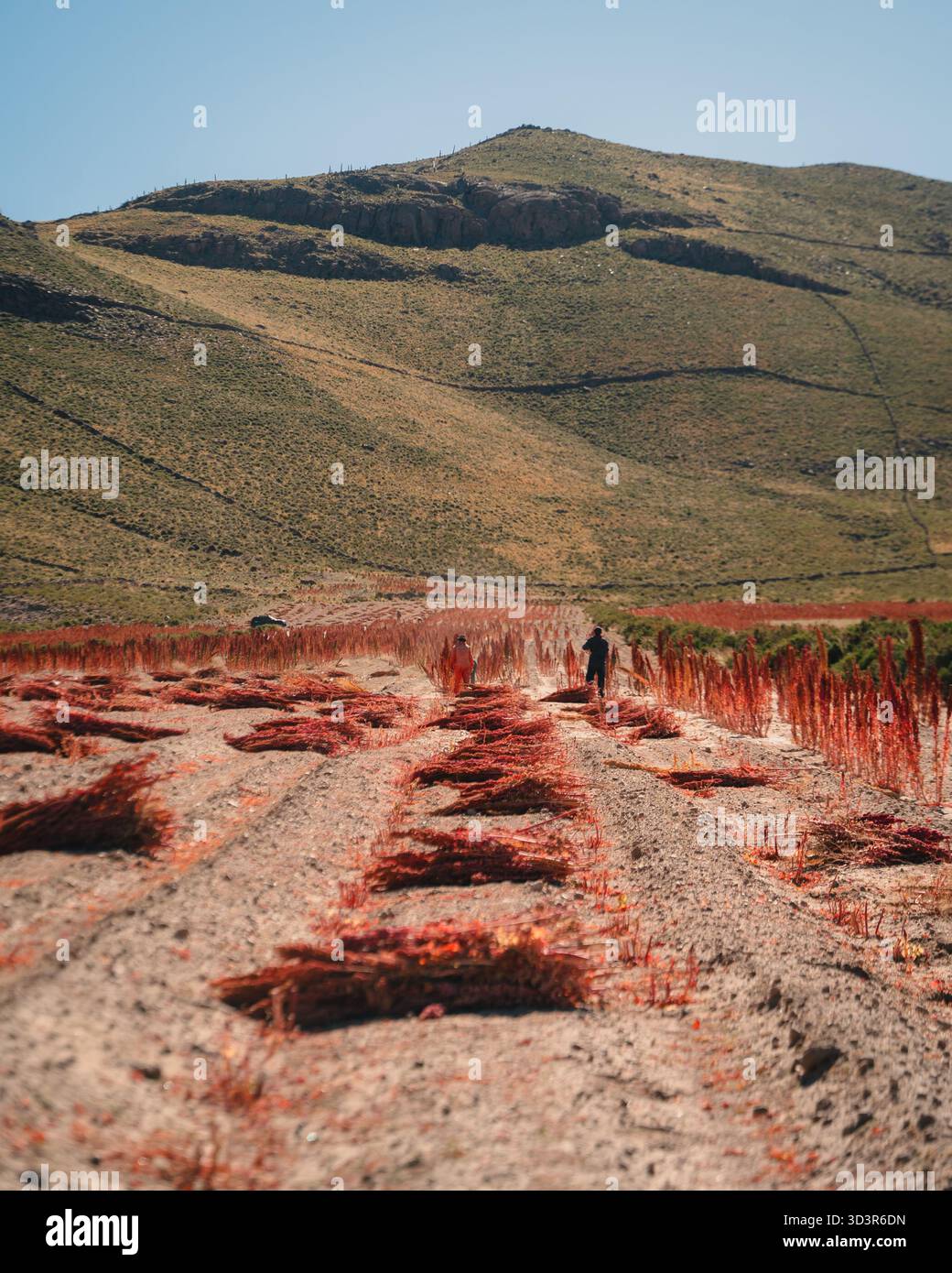 Vue panoramique sur les derniers jours de la récolte de quinoa dans les Andes, Altiplano bolivien. Rangées de quinoa récolté et agriculteurs sous un ciel bleu clair d Banque D'Images