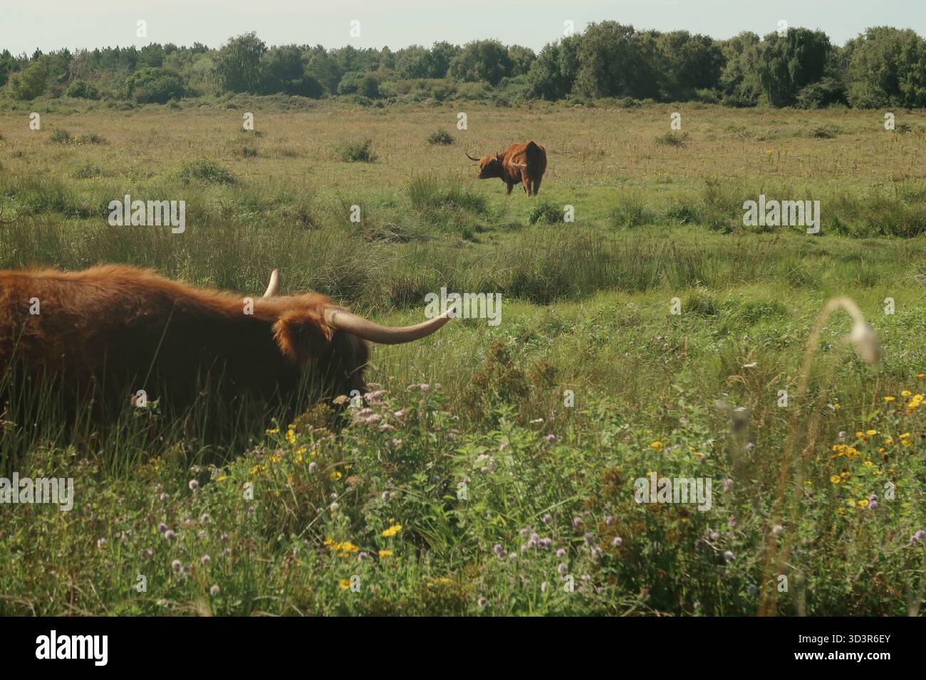 Les bovins des Highlands paissent paisiblement dans un champ pittoresque entouré de fleurs sauvages dans le nord de la France, capturant l'essence de la vie rurale sereine et n Banque D'Images