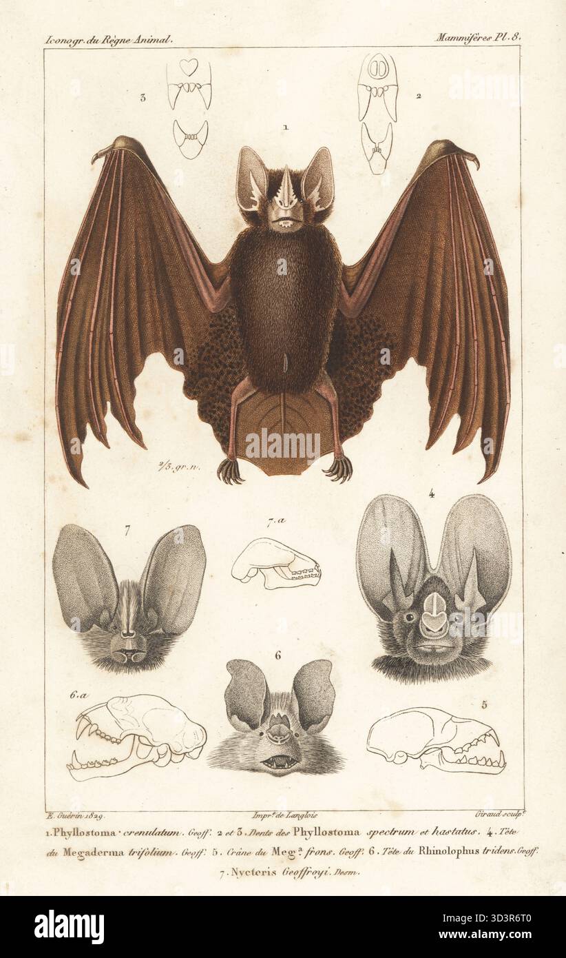 Chauve-souris rayée à nez velu, Gardnerycteris crenulata 1, têtes de ...