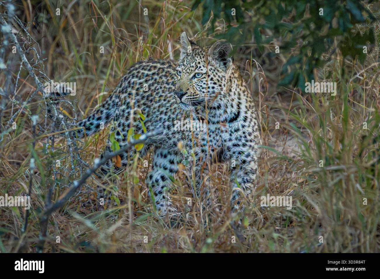 Bébé léopard marchant dans l'herbe dans le parc national Kruger, Afrique du Sud Banque D'Images
