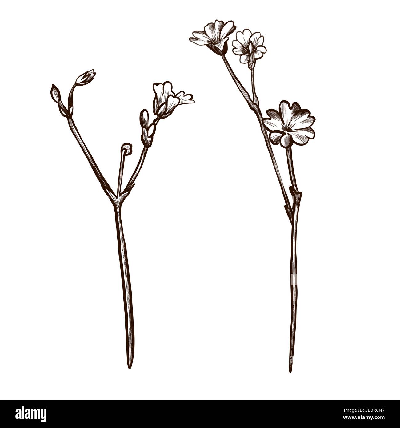 Un ensemble de branches de plantes de montagne de prairie avec des fleurs dessinées dans un style graphique. Icône de fleur de vecteur Banque D'Images