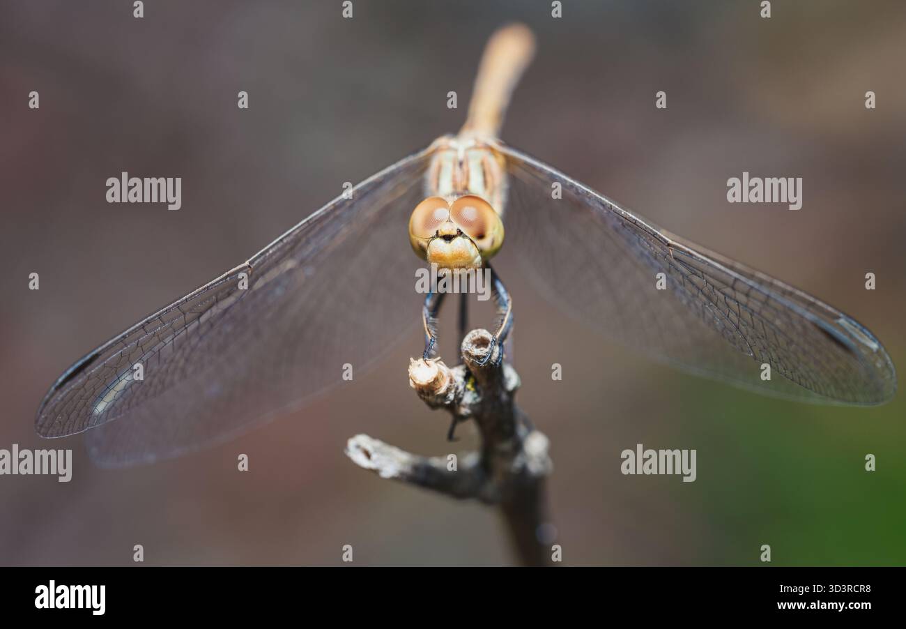 Gros plan d'une libellule perchée sur une brindille, de grands yeux composés et des ailes transparentes étendues avec une mise au point nette sur fond naturel flou. Banque D'Images