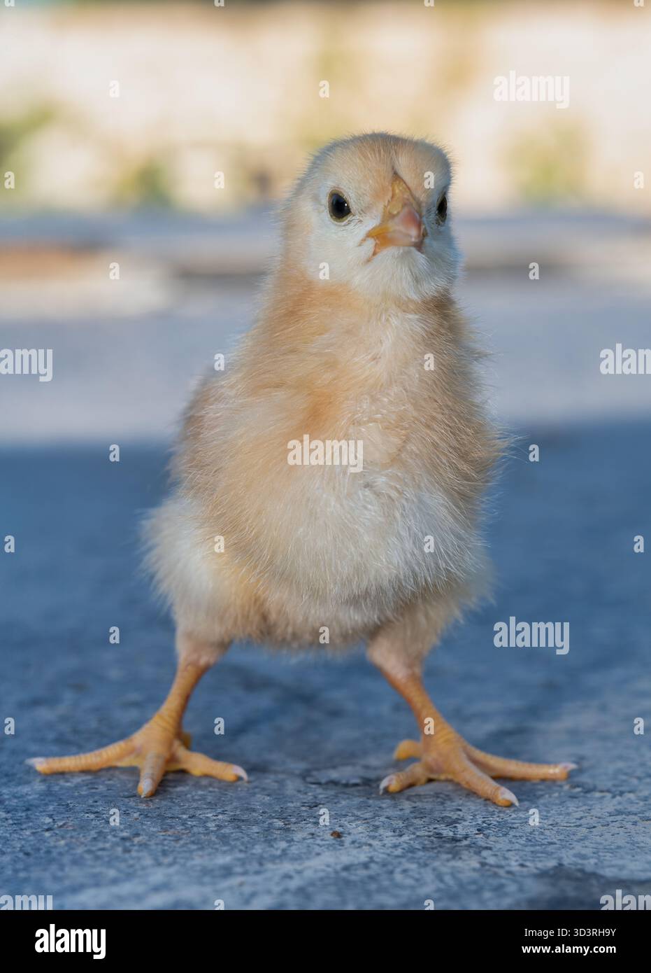 Portrait en gros plan d'un petit poussin jaune moelleux. Petit oiseau mignon avec des jambes brillantes et un duvet doux, à l'air curieux. Banque D'Images