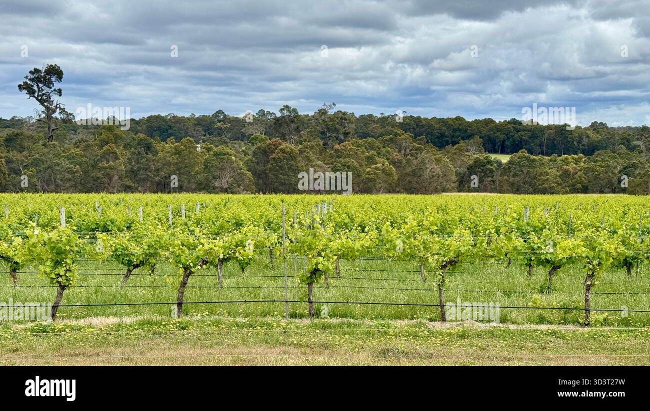 Vignoble de Margaret River en Australie occidentale Banque D'Images
