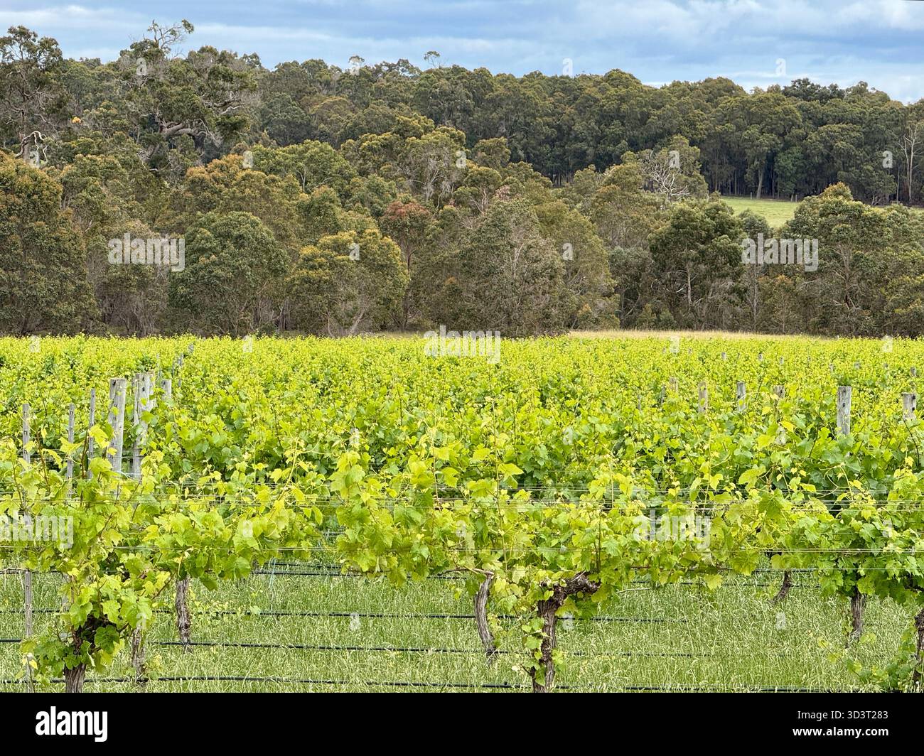 Vignoble de Margaret River en Australie occidentale Banque D'Images