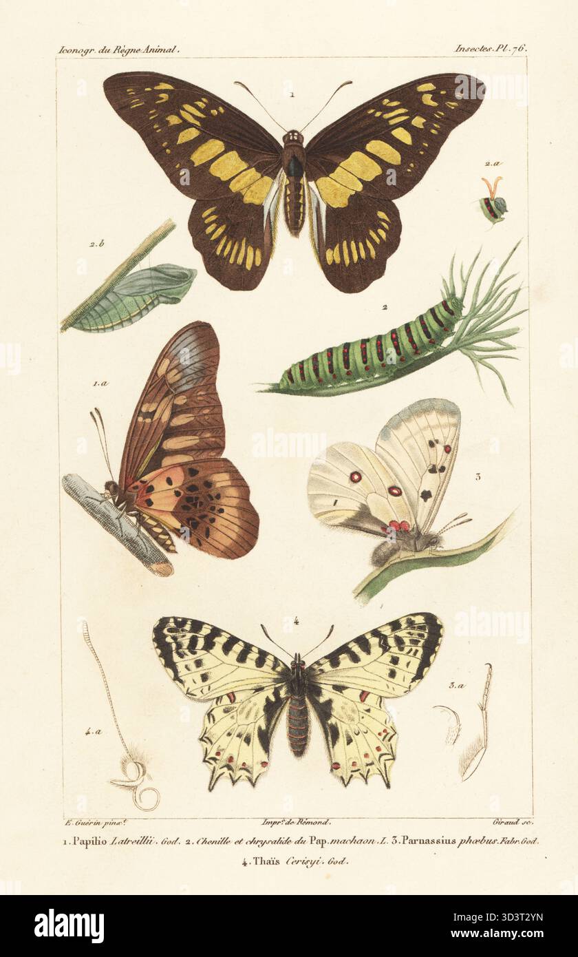 Moulin à vent rose, Byasa latreillei 1, Artemisia Swallowtail, Papilio machaon 2, Phoebus Apollo, Parnassis phoebus 3, et feston oriental, Zerynthia cerisy 4. Gravure sur cuivres pointillés à la main par Eugène Giraud d'après une illustration de Felix-Edouard Guérin-Méneville tirée de Guérin-Méneville's iconographie du règne animal de George Cuvier, iconographie du Royaume animal par George Cuvier, J. B. Baillière, Paris, 1829-1844. Banque D'Images