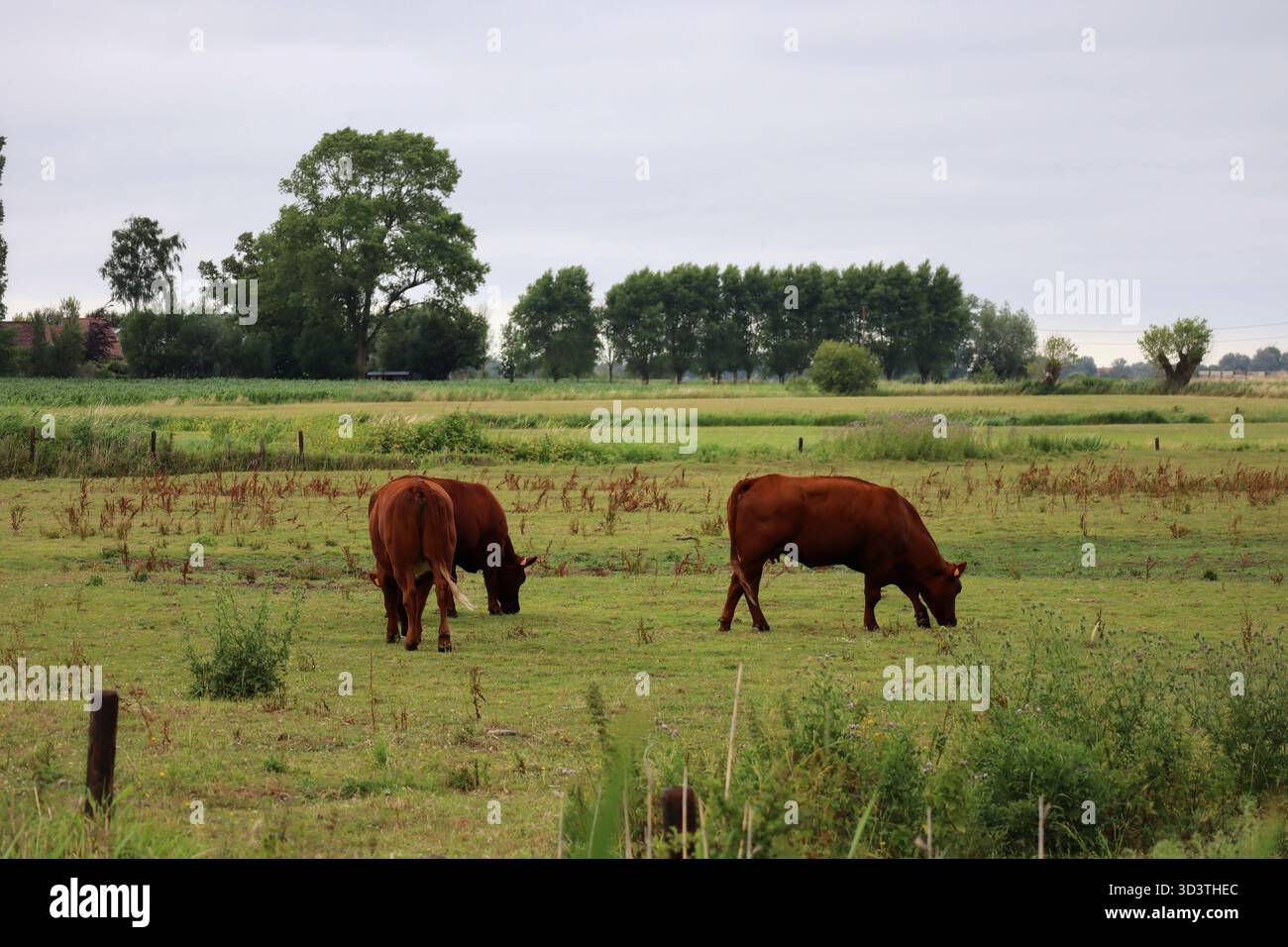 Vaches qui paissent dans un pâturage vert dans la réserve naturelle de Blankaart, Belgique Banque D'Images