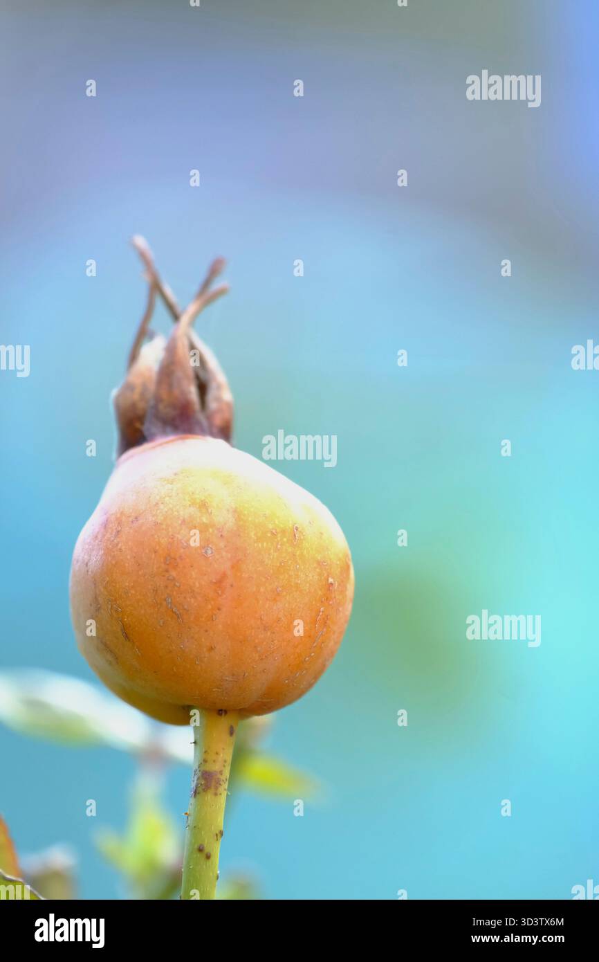 Gros plan d'une rose mûre en automne, montrant sa couleur orange et sa texture de surface sur un arbuste de jardin au Royaume-Uni. Banque D'Images