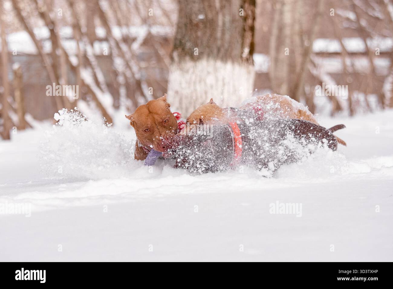 Deux chiens pitbull jouant remorqueur de guerre avec jouet dans la neige tandis que des flocons de neige volent autour d'eux. Banque D'Images