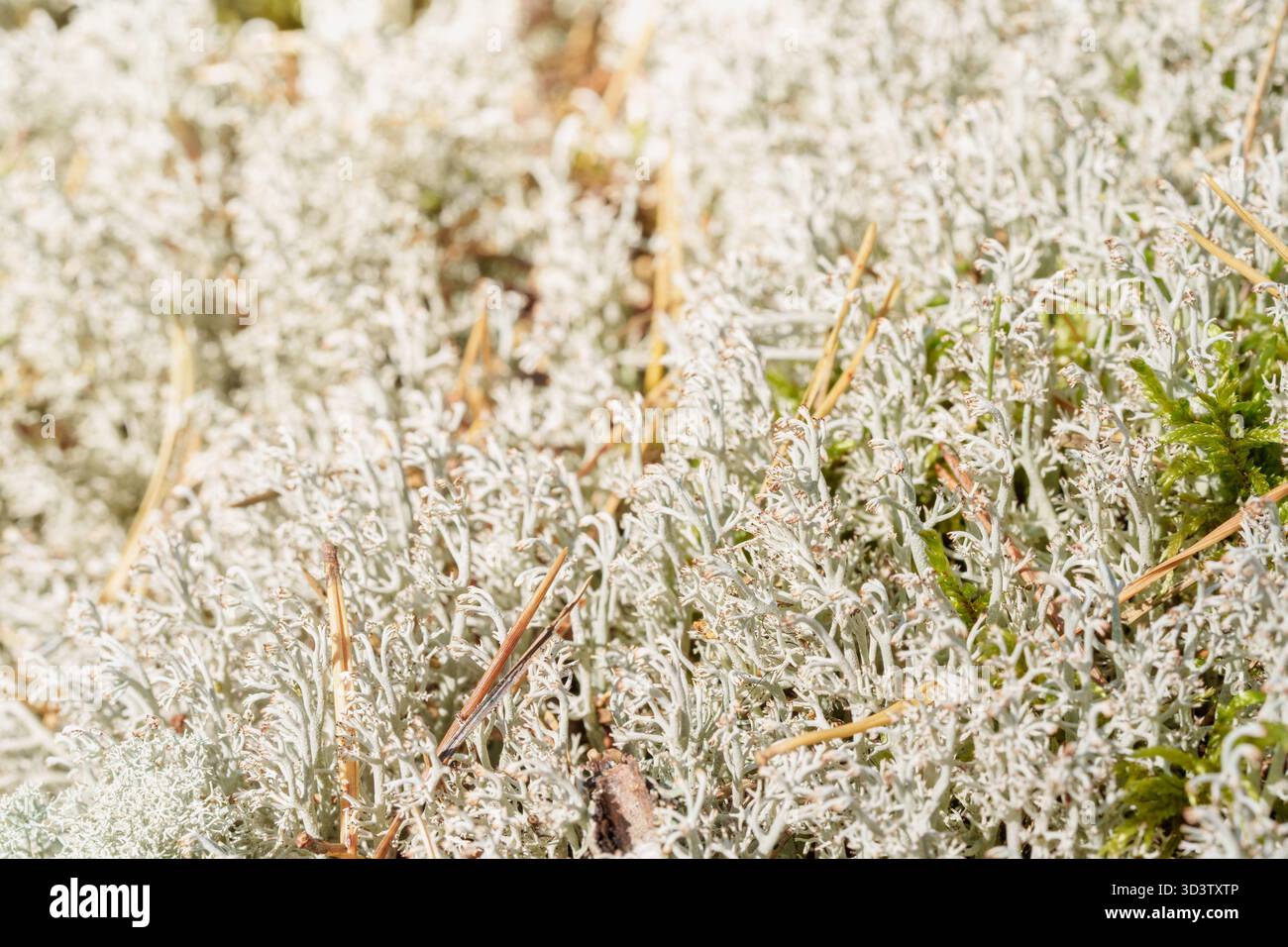 Gros plan détaillé de mousse verte contrastée et de lichen de renne pâle poussant sur le sol forestier, près des racines des arbres altérées. Symbolise la nature, la texture Banque D'Images