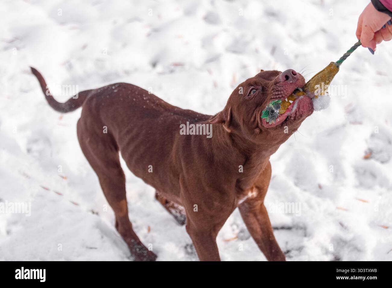 Pitbull brun jouant au remorqueur de guerre avec un jouet tenu par une personne dans un environnement extérieur enneigé. Banque D'Images