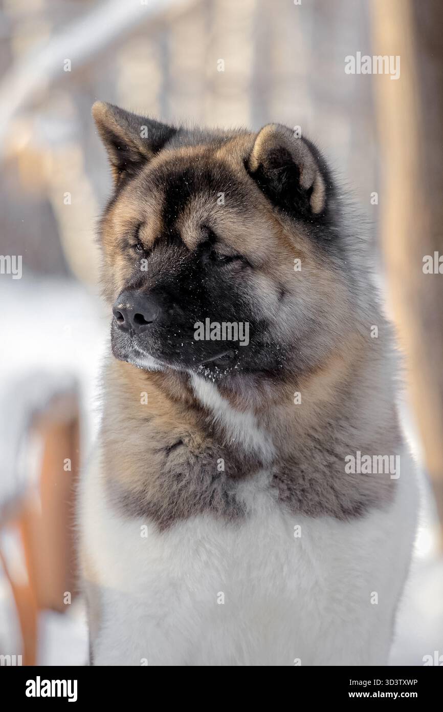 Chien Akita avec un pelage épais debout dans la forêt enneigée, les yeux à moitié fermés sous la lumière douce du soleil d'hiver. Banque D'Images