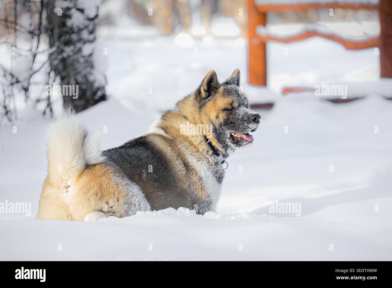 Akita chien couché dans la neige profonde sous la lumière du soleil, fourrure couverte de gel et queue recourbée, scène hivernale détendue. Banque D'Images