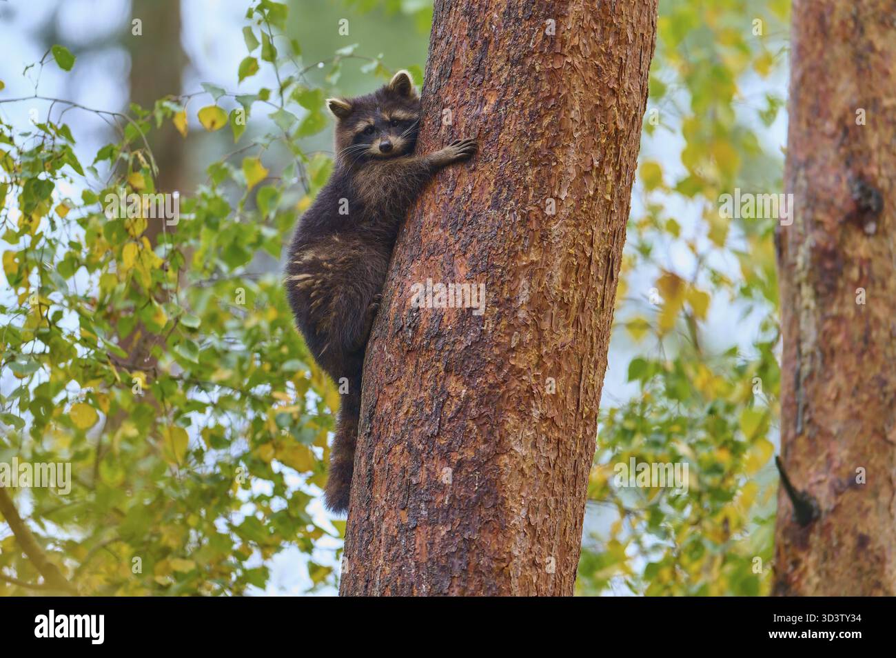Un raton laveur s'accroche à un arbre dans la forêt avec les feuilles environnantes, raton laveur (Procyon lotor), automne, Allemagne Banque D'Images