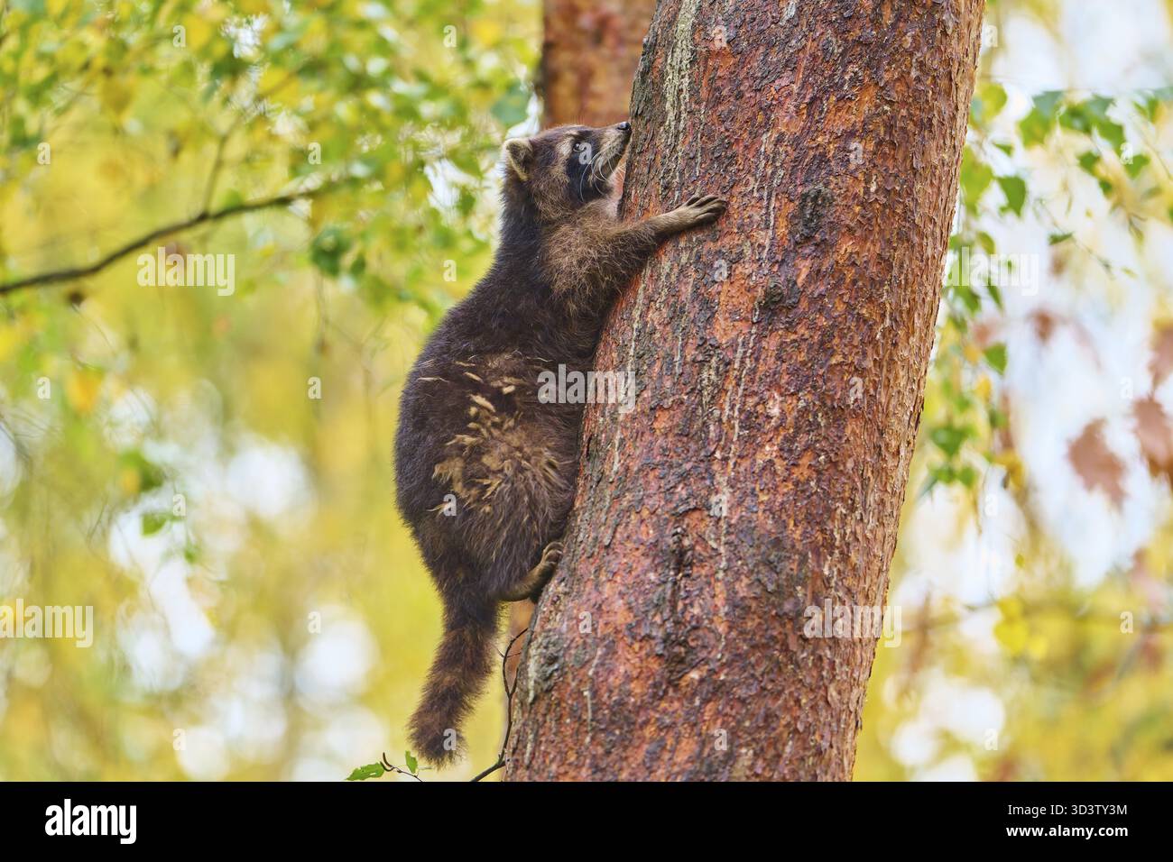 Un raton laveur s'accroche à un arbre dans la forêt d'automne, raton laveur (Procyon lotor), automne, Allemagne Banque D'Images