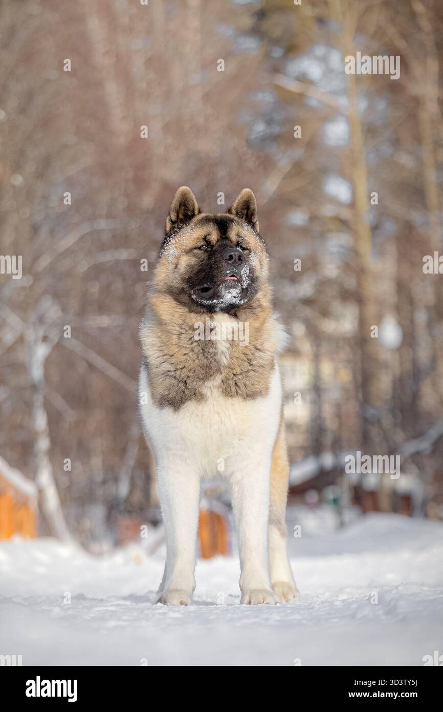 Grand chien Akita américain debout fièrement sur le chemin enneigé, forte lumière hivernale soulignant la fourrure épaisse. Banque D'Images