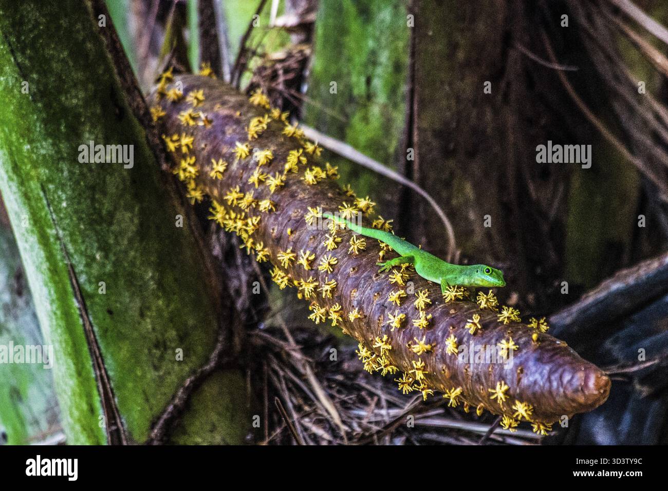 Inflorescence mâle avec grand gecko de jour des Seychelles, coco de mer, palmier des Seychelles, Lodoicea maldivica, la plus célèbre espèce de palmier endémique avec les plus grands Banque D'Images