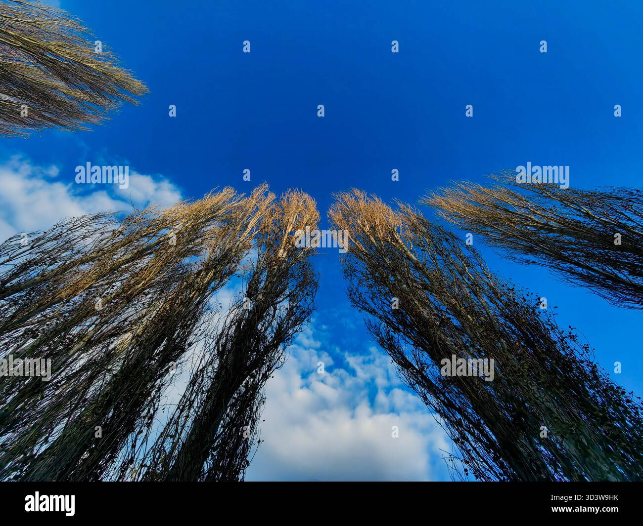 La montée des géants. Grands arbres. Banque D'Images