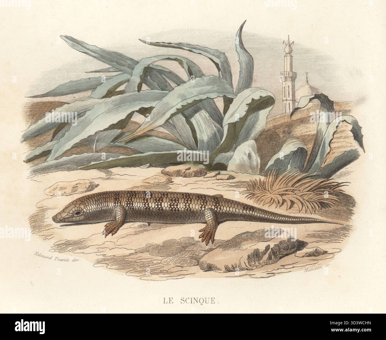 Peau de poisson de sable, poisson de sable commun ou peau de poisson commun, Scincus scincus. Avec une grande plante succulente, une mosquée et un minaret en arrière-plan. Le scinque, Scincus officinalis. Gravure sur acier colorée à la main par Alexandre Manceau d'après une illustration d'Edouard voyages tirée de l'histoire naturelle de Lacepede de Bernard Germain de Lacepede, comprenant les cétaces, les quadrupedes ovipares, les serpents et les poissons, Furne et Cie, Paris, 1847. Banque D'Images