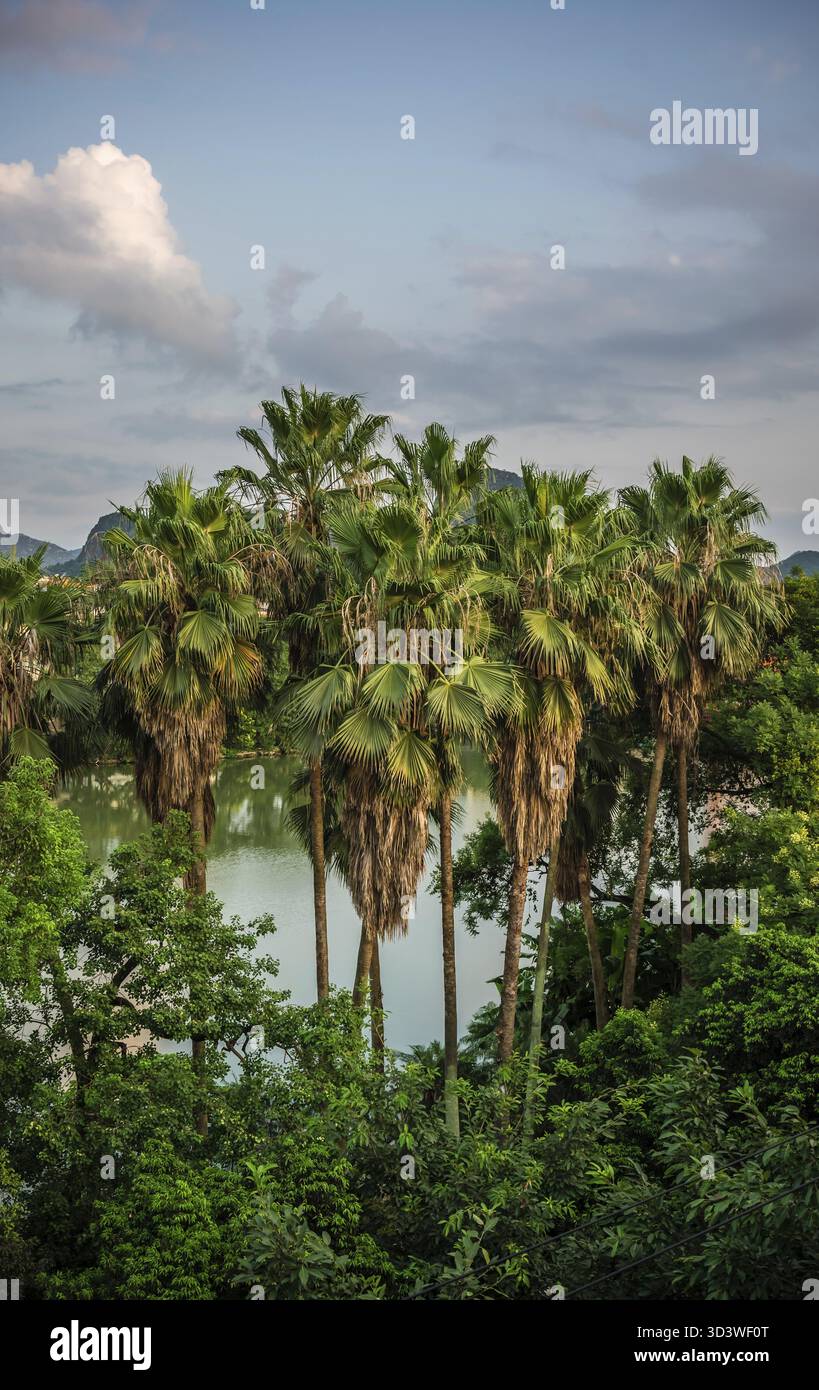 Paysage tropical d'été et palmiers poussant sur la rive de la rivière Li dans la ville de Guilin avec des montagnes karstiques en arrière-plan, province du Guangxi, Chin Banque D'Images