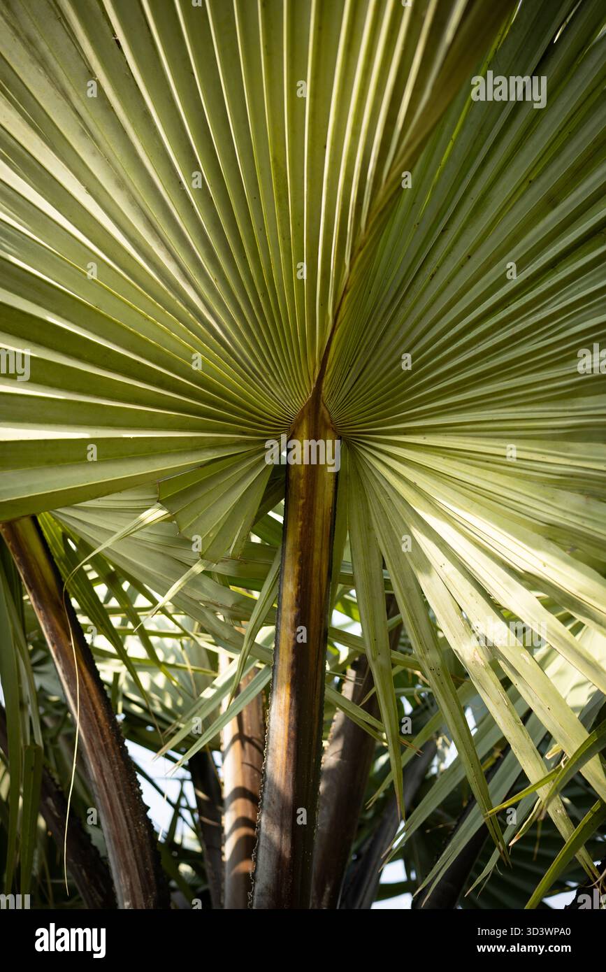 Les frondes de palmier de Palmetto en Ouganda Banque D'Images