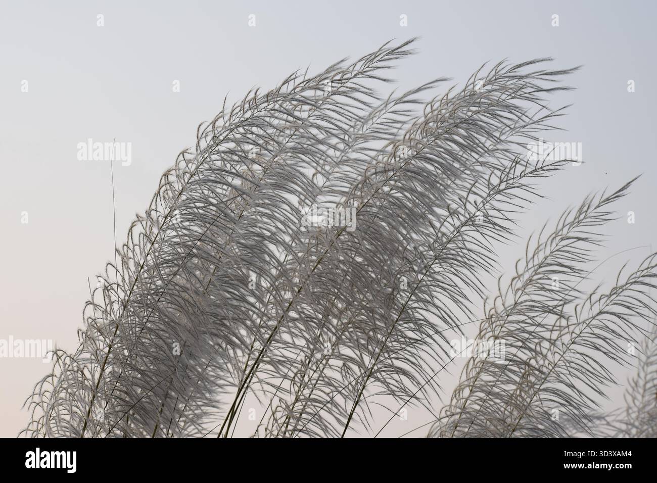 Canne à sucre sauvage - L'herbe gracieuse des rives et des champs ouverts Banque D'Images