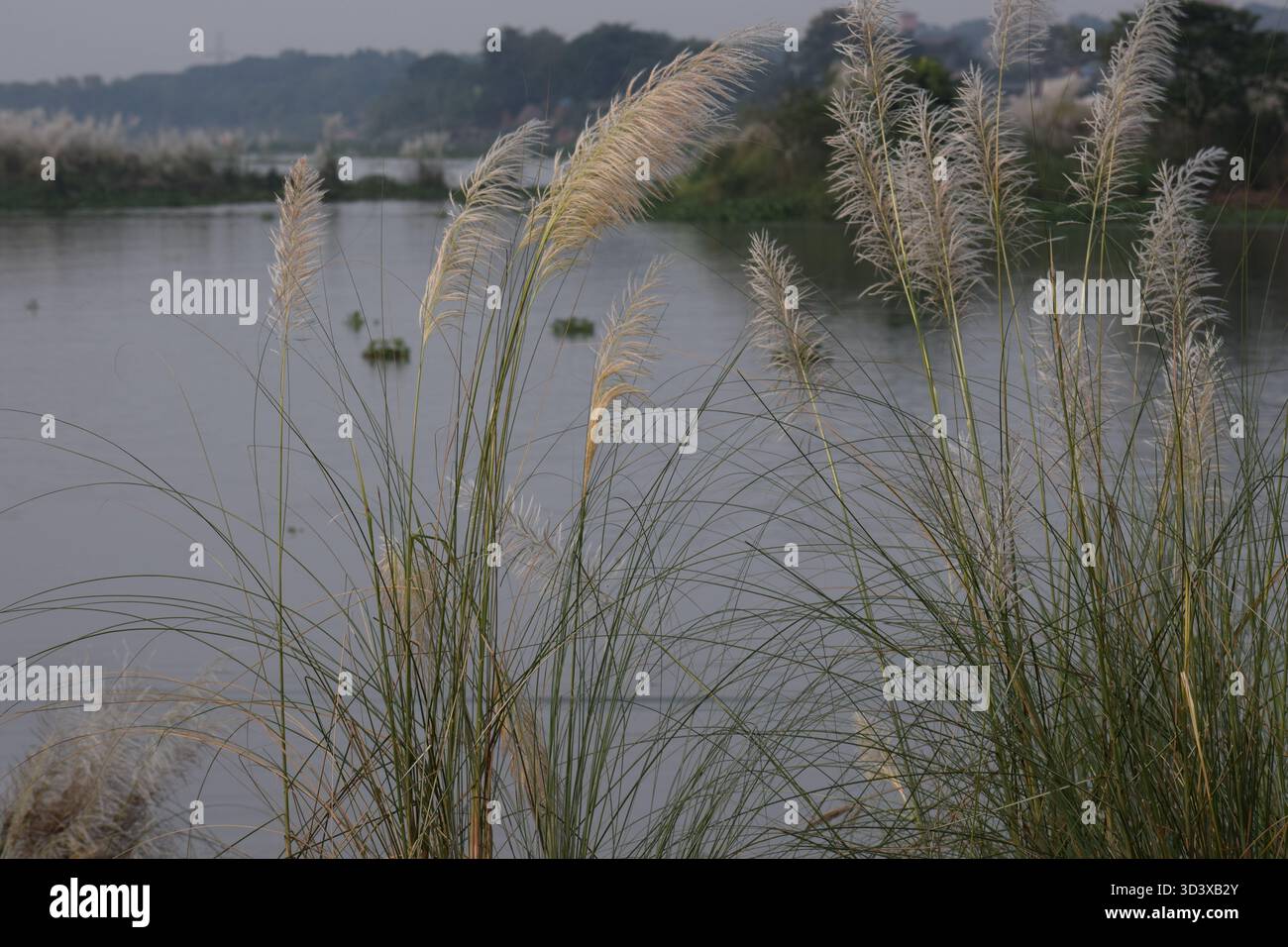 Canne à sucre sauvage - L'herbe gracieuse des rives et des champs ouverts Banque D'Images