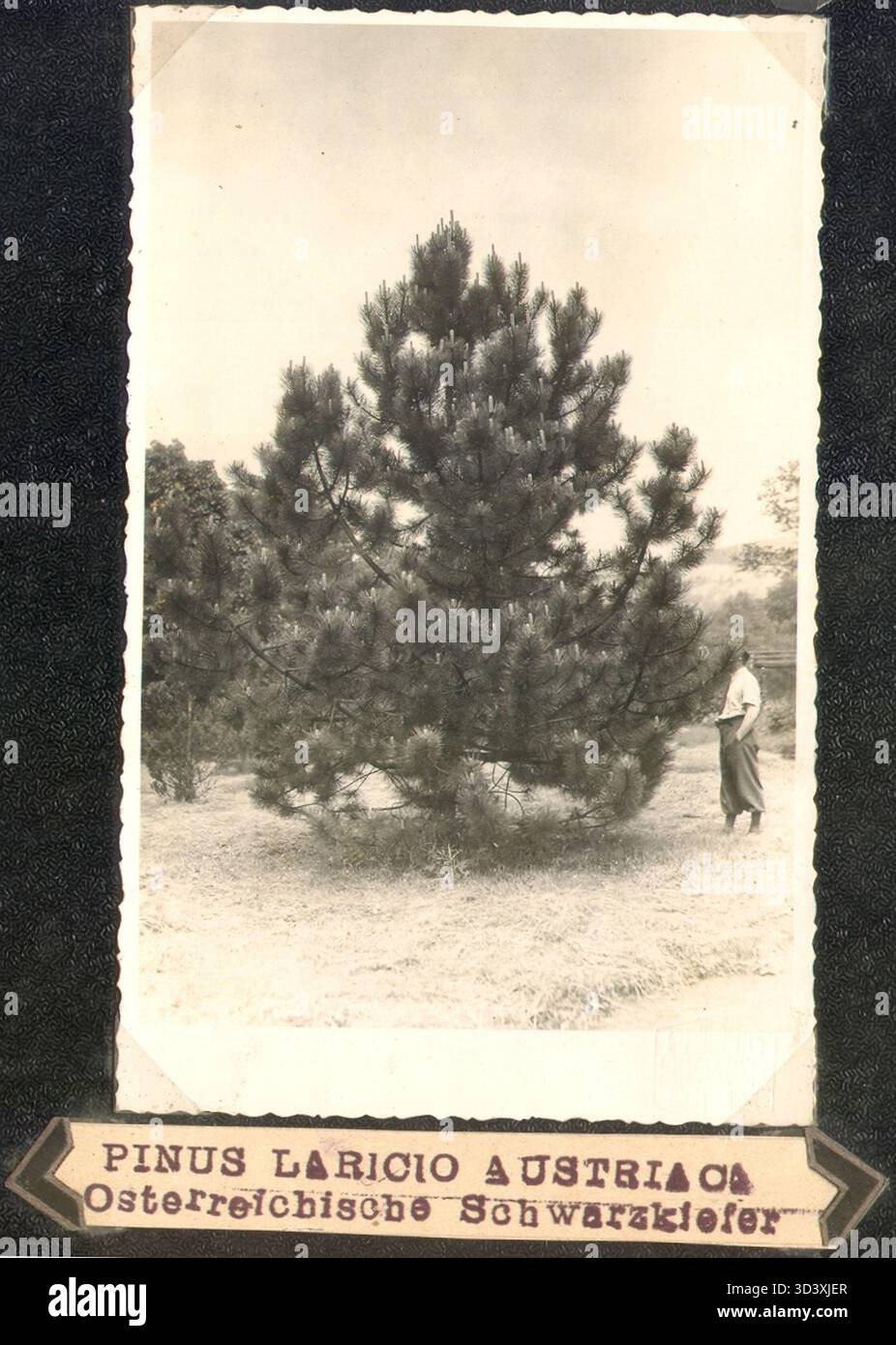 Licht-Bilder H. Beaufort Schlossgärten Petschau - Blatt 02-4, présentant Pinus Laricio Austriaca (PIN noir autrichien) dans le Teichgarten et Untere Ziergarten du domaine Petschau. Banque D'Images