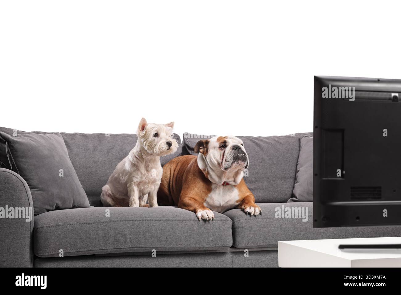 bouledogue anglais drôle et westie terrier assis sur un canapé et regardant la télévision isolé sur fond blanc Banque D'Images