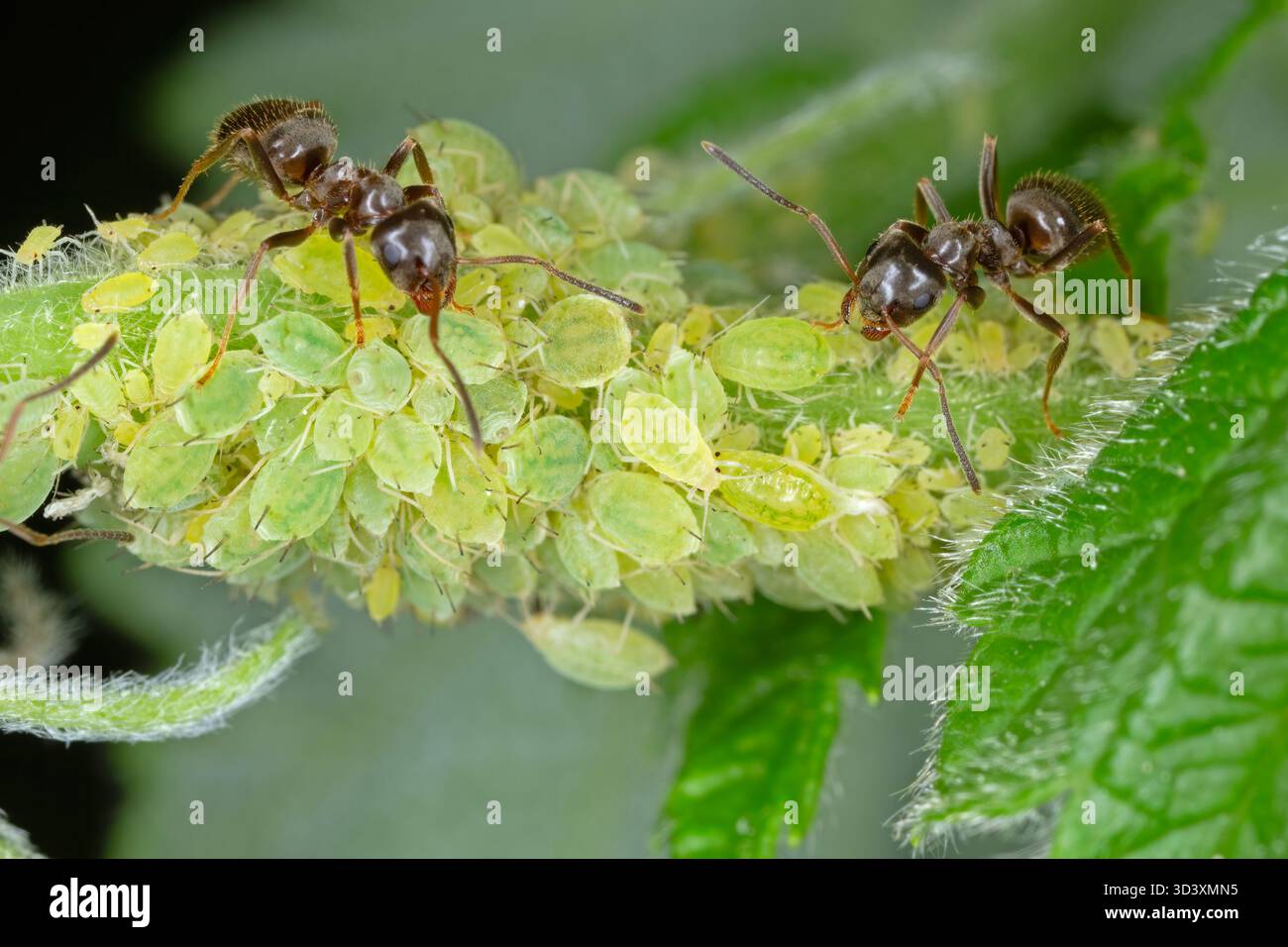 Une colonie de pucerons verts sans ailes sur une pousse de framboise et de fourmis buvant du miellat sécrété par ces insectes. Banque D'Images