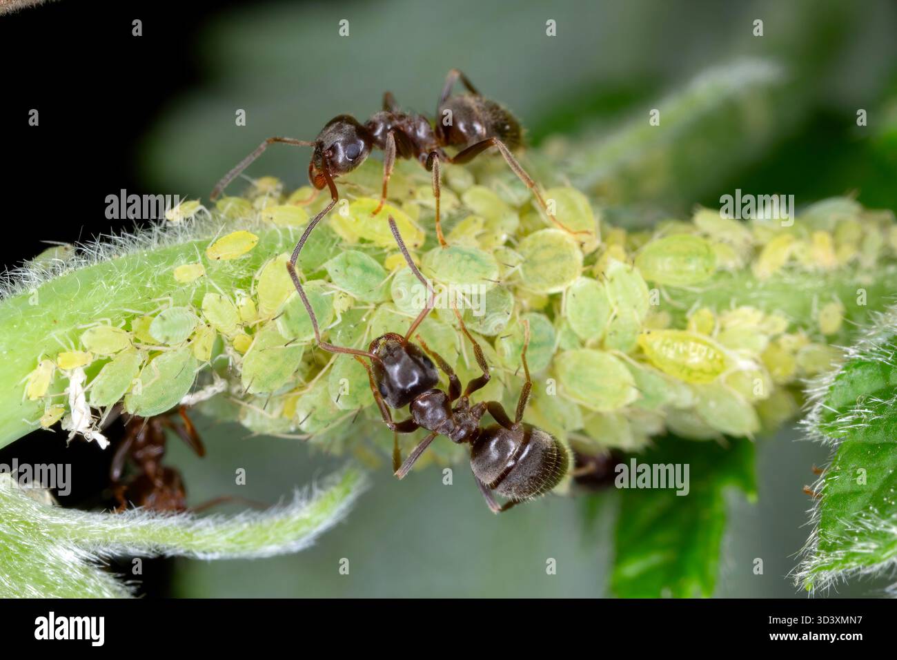 Fourmis s'occupant d'une colonie de pucerons verts. Banque D'Images