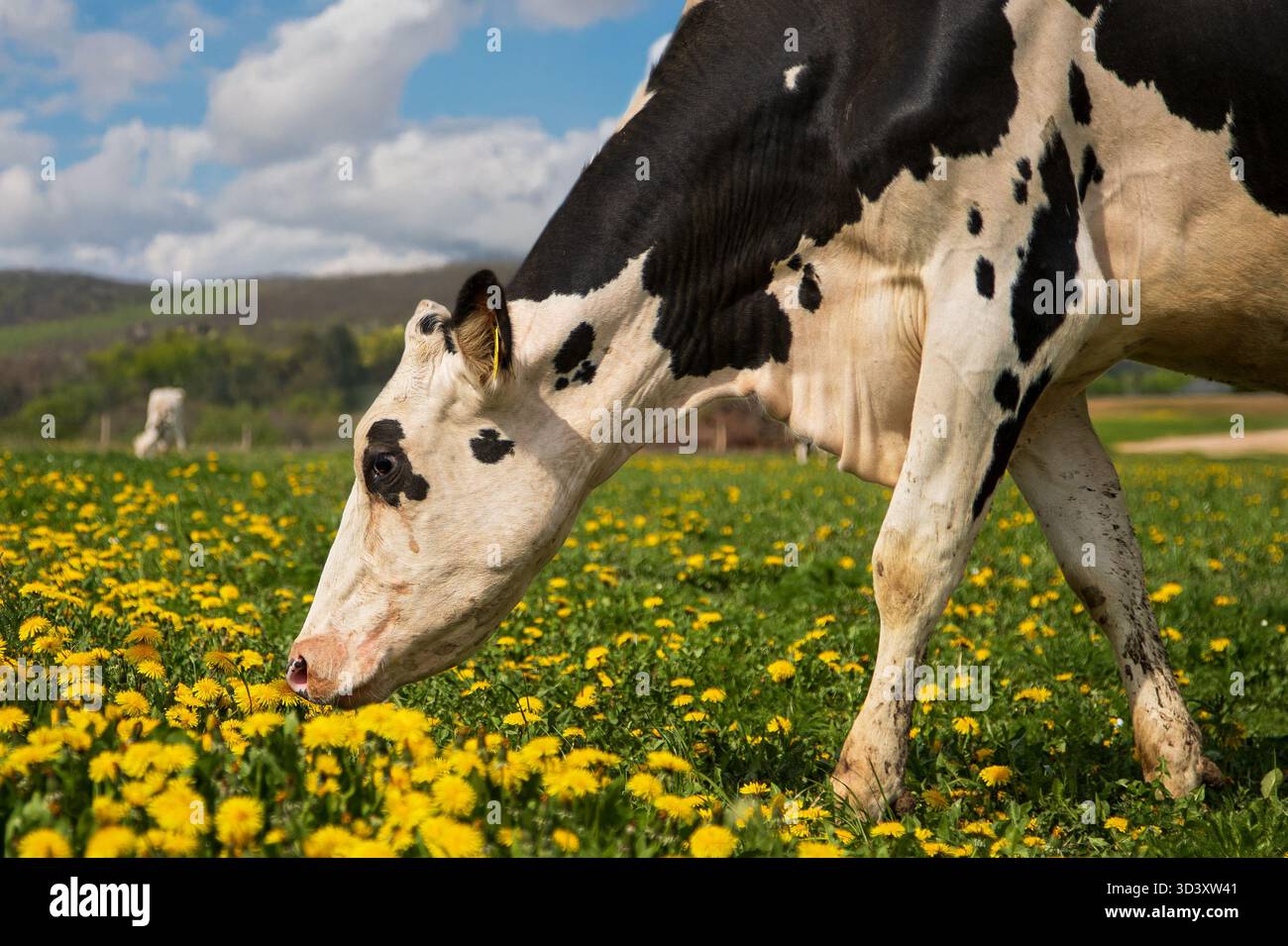 Bovins de pied noir allemands - gros plan portrait de vaches laitières pâturant sur un pâturage de pissenlits, Hesse, Allemagne Banque D'Images