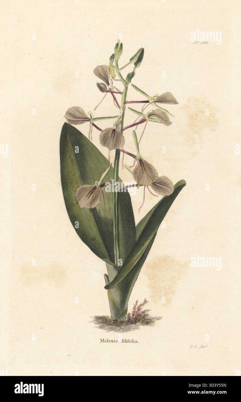 Orchidée large brune, lamelle à feuilles de lys, lamelle large ou dorée mauve, Liparis liliifolia (Malaxis lilfolia). Originaire de l'est du Canada et des États-Unis. Gravure sur cuivre colorée à la main par George Cooke du cabinet Botanical de Conrad Loddiges, Londres, 1818. Banque D'Images