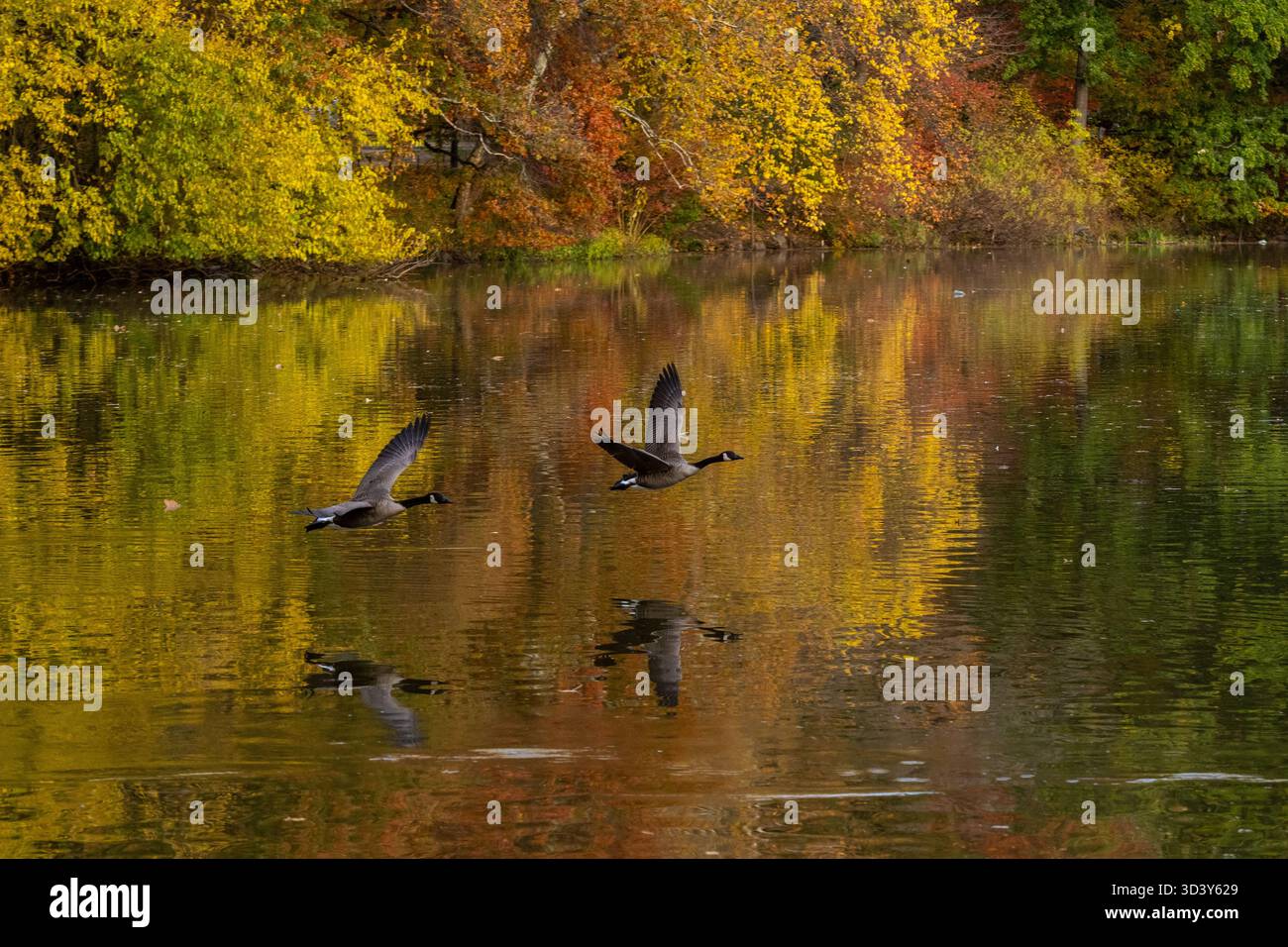 Les oies survolent l'étang à Central Park pendant les derniers jours du feuillage d'automne à New York le 7 novembre 2025. Banque D'Images