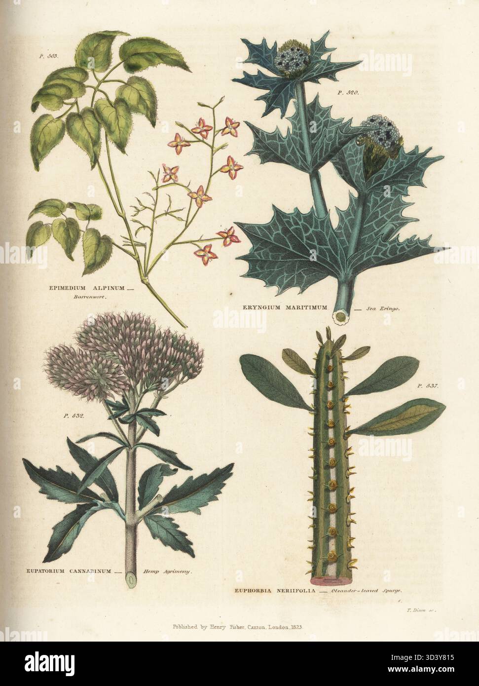 Armoise alpine, Epimedium alpinum, eringo de mer, Eryngium maritimum, agrimonie de chanvre, Eupatorium cannabinum et Euphorbia neriifolia. Gravure sur cuivre colorée à la main par T. Dixon tirée de Thomas Green's The Universal Herbal, ou Botanical, Medical and Agricultural Dictionary, Caxton, Londres, 1824. Banque D'Images