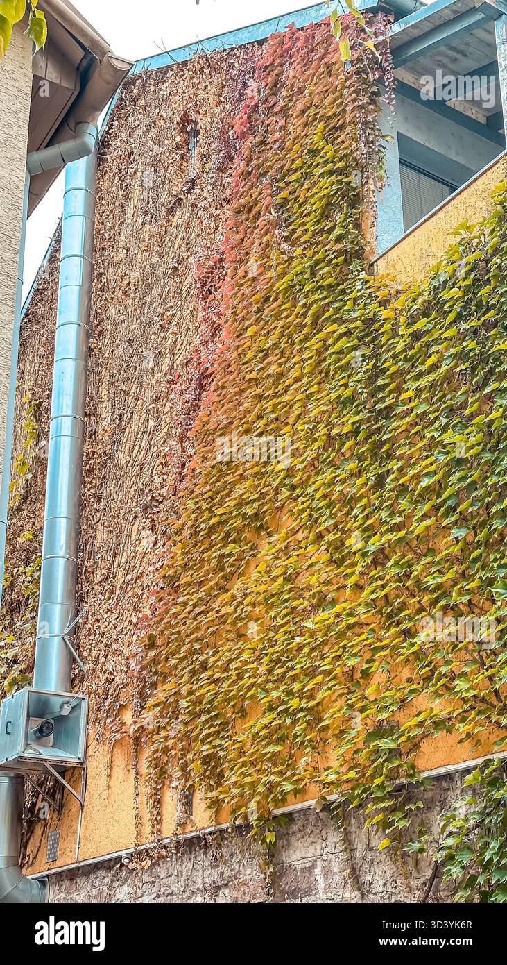 Le lierre luxuriant dans les tons de vert et de rouge recouvre un mur texturé, créant un contraste visuel saisissant avec l'architecture urbaine, soulignant la beauté o Banque D'Images
